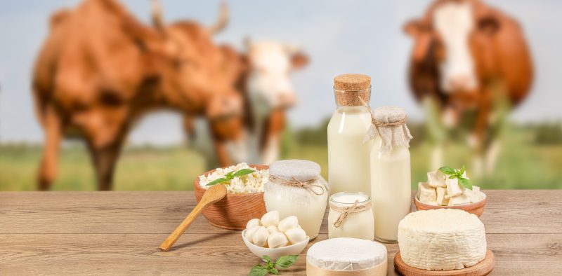Bottle milk, cheeses, cottage cheese, yogurt, butter on a wooden table on meadow of cows background. Farm dairy products. eco lactose-free food